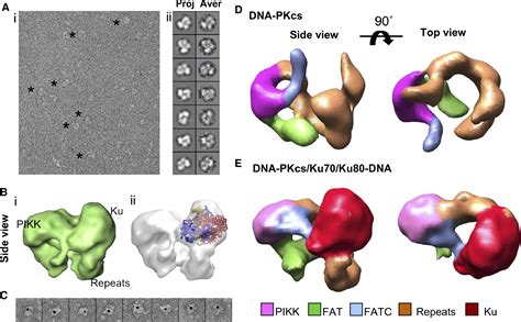 Three Dimensional Structure Of The Human Dna Pkcs Ku Ku Complex