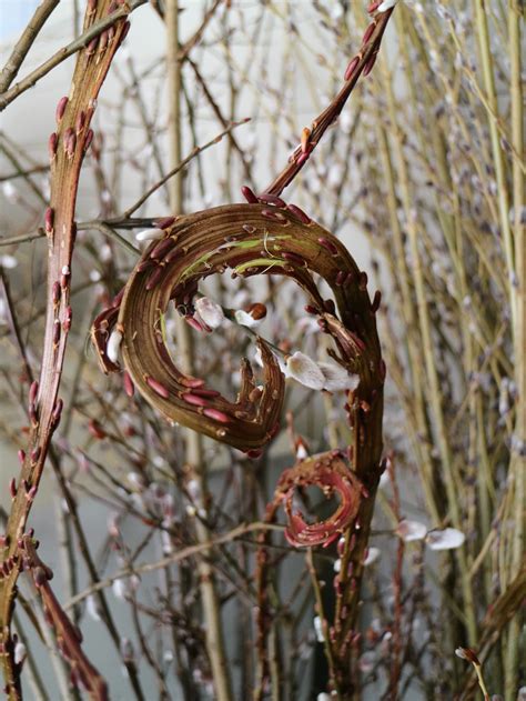 Cutting Pussy Willows At The Farm The Martha Stewart Blog