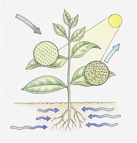 Photosynthesis Step By Diagram