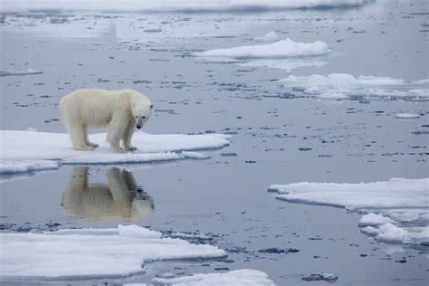 Por El Calentamiento Global La Extinci N Del Oso Polar Entra En Cuenta