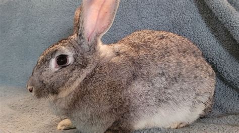 Flemish Giant Rabbits For Sale Maryville Tn 373896