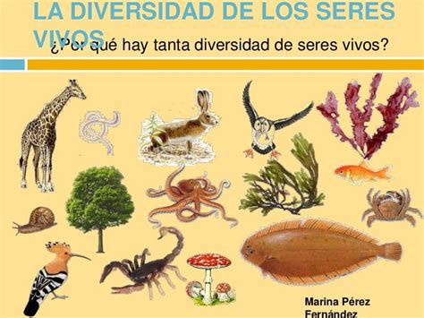 La Diversidad De Los Seres Vivos