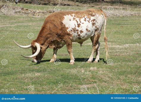 Texas Longhorn Grazing On Grass In The Field Stock Image Image Of