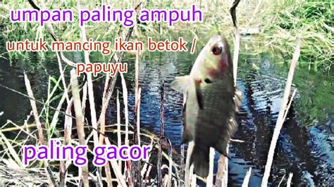 UMPAN PALING AMPUH UNTUK MANCING IKAN BETOK PAPUYU YouTube