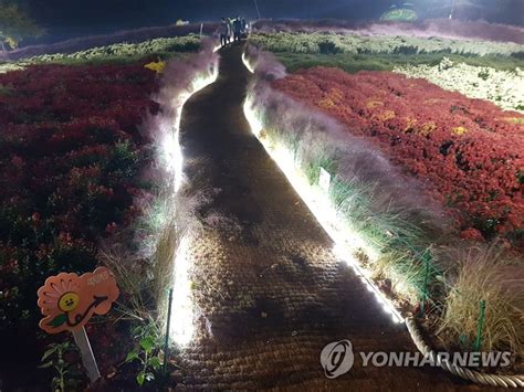 화순 국화축제 야간개장 연합뉴스