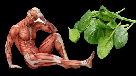 What Happens To Your Body When You Eat Spinach Every Day Youtube