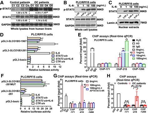 The Activation Of Il 6stat3 Signaling Transcriptionally Downregulates