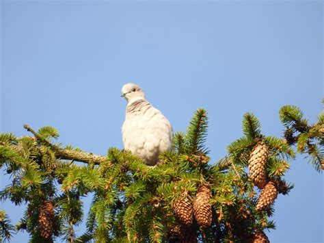 Merpati Kerucut Burung Foto Gratis Di Pixabay Pixabay