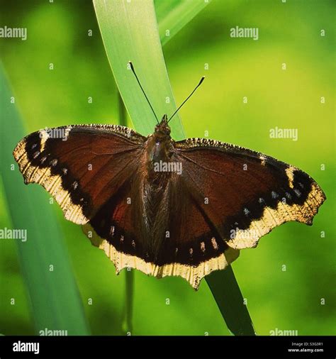 Mourning cloak butterfly Stock Photo - Alamy