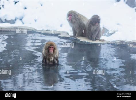 Japanese Snow Monkeys Bathing In Hot Spring In Winter Stock Photo Alamy