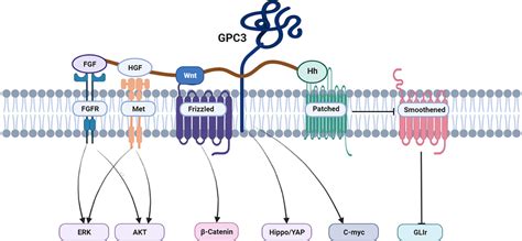 Gpc3 Targeted Therapy For Hcc Download Scientific Diagram