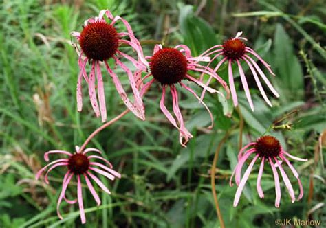 NameThatPlant Net Echinacea Laevigata