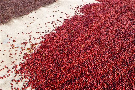 Granos De Caf Secado Al Sol Cafetales En Finca Cafetalera Foto Premium