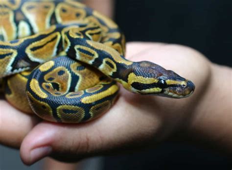 9 Things you should know About Pet Snakes | PetClassifieds.com