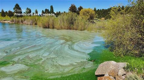 Cascade Lake Algae Bloom 2024 - Micky Imojean