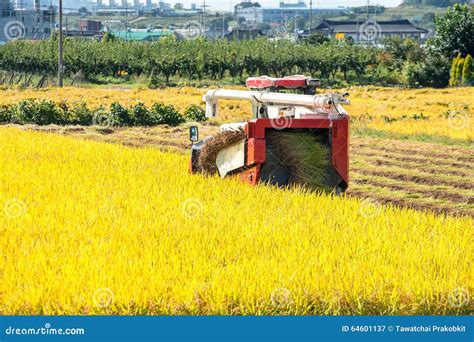 Combine Harvester In Rice Field During Harvest Time Stock Image