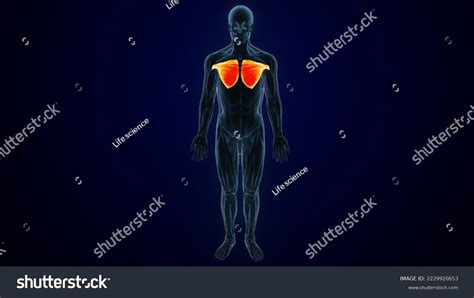 3d Illustration Human Muscles Anatomy Stock Illustration 2229920653 ...