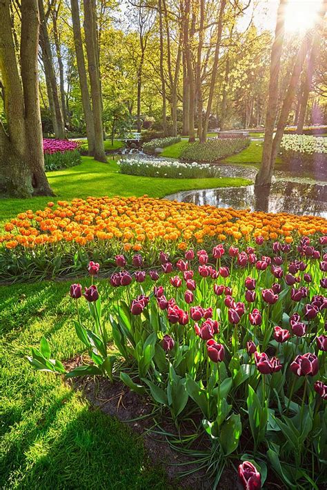 Taman Bunga Keukenhof Lissethe Belanda Lisse Wisata Bunga Foto Latar