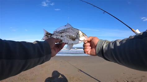 Surfperch Fishing Sonoma Coast Youtube