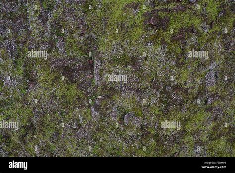 Rocky Wall Covered With Moss Spain Stock Photo Alamy