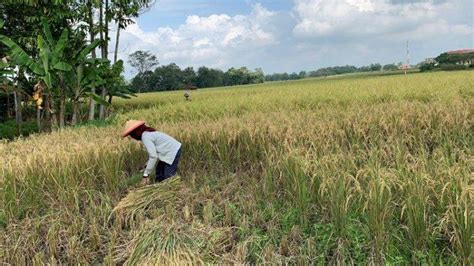 Petani Di Pringsewu Lampung Gagal Panen Akibat Serangan Hama Tikus