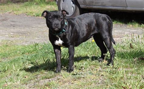 Chien Staffordshire Bull Terrier Lol Sans Affixe