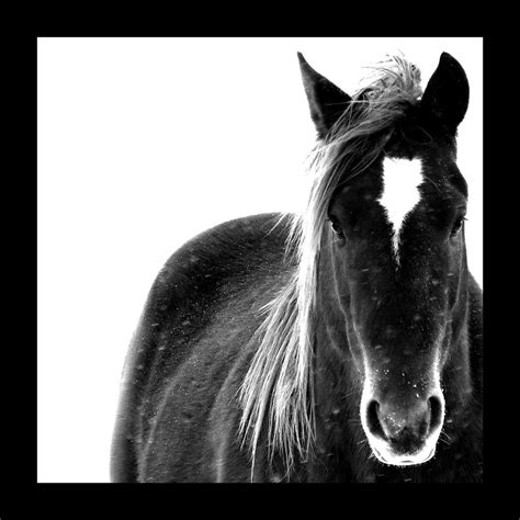 Horse Wall Art, Black and White Photography, Horse Print, Wall Art ...