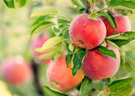 Créer un verger dans son jardin les clés pour choisir ses arbres fruitiers