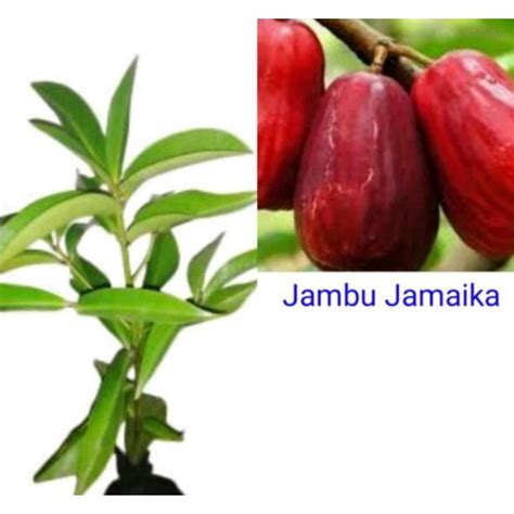 Jual Bibit Jambu Air Darsono Jamaika Hasil Cangkok Bukan Biji Sangat