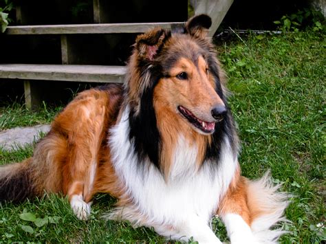 Collie Wallpapers Images Photos Pictures Backgrounds