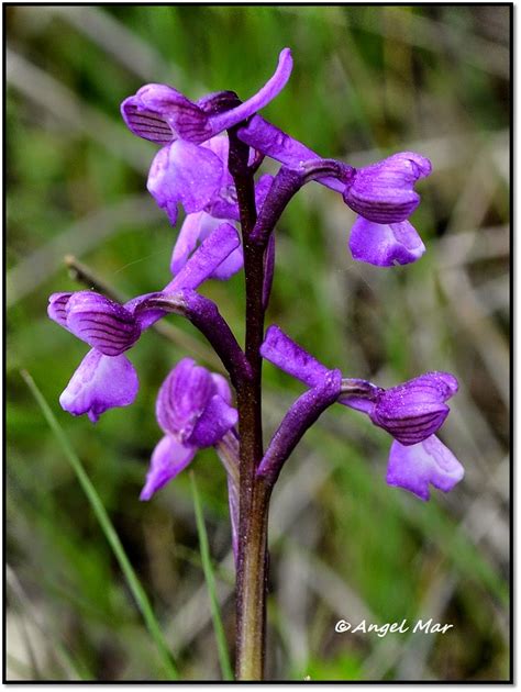 Orqu Deas Blog De Angel Mar Herorchis Morio Y Champagneuxii