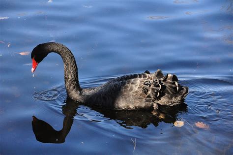 Cisne Negro Pássaro Foto Gratuita No Pixabay Pixabay