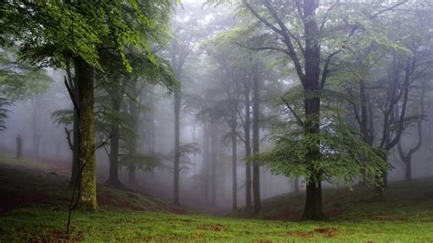 1920x1080 Resolution Green Leafed Trees Forest Trees Nature Mist