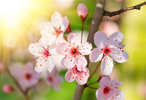 Banco de Imágenes Gratis Cherry blossoms Flores de cerezo