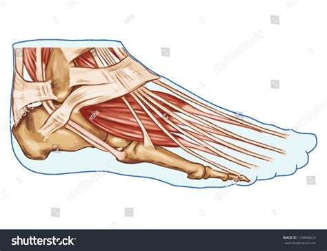 Foot Muscles And Tendons Ã¢Â?Â? Anatomy Of Leg And Foot Human Muscular ...