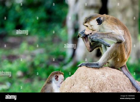 Serious monkey holding stick as weapon or tool Stock Photo - Alamy