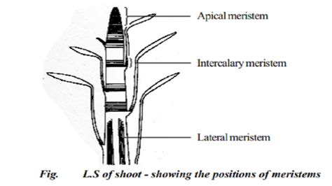 Classification And Characteristics Of Meristematic Cells