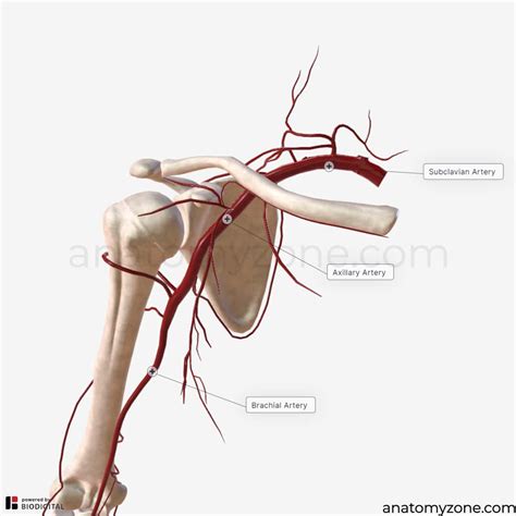 Biceps Brachii Muscle Origin Insertion Action D Model Anatomyzone