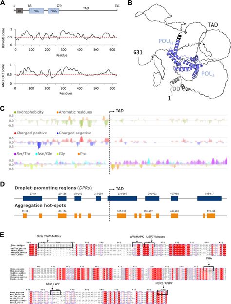 Frontiers Structural Properties Of The HNF 1A Transactivation Domain