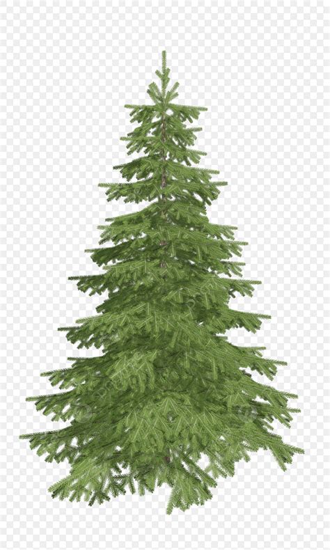 Pine Tree PNG, Vector, PSD, and Clipart With Transparent Background for ...