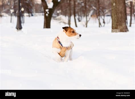 Guard Dog Sign Hi Res Stock Photography And Images Alamy