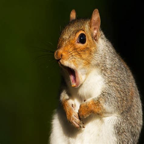 Squirrel sounds - Apps on Google Play