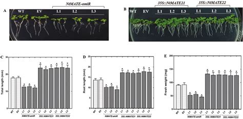 Growth Phenotype Of Transgenic N Tabacum At The Seedling Stage