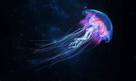 Caltech researchers create bionic jellyfish to explore deep sea