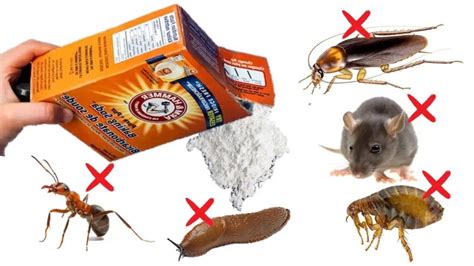 How To Use Baking Soda To Kill Pests Cockroaches Bedbugs Ants Mice