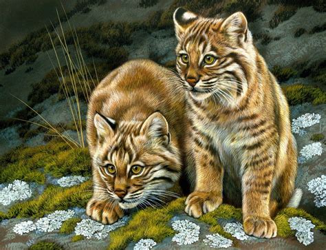 Bobcat Curiosity Georgia Watercolor Society 2018 National Exhibition