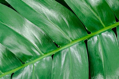 Tropical Leaves Abstract Green Leaves Texture Stock Image Image Of