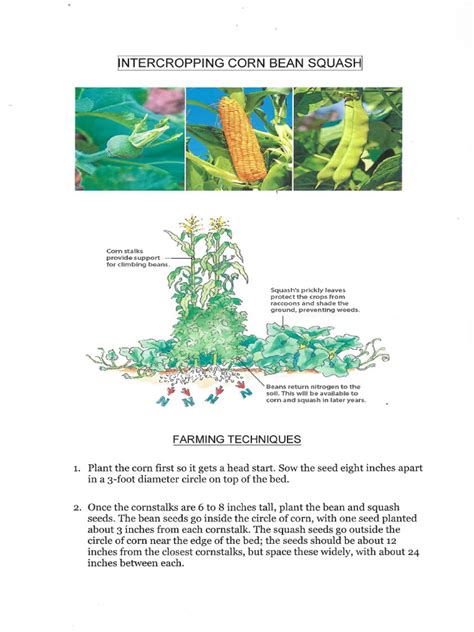 Intercropping Page | PDF