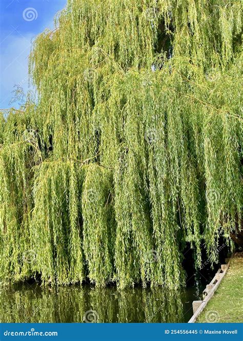 Weeping Willow Tree Draping Into Lake Stock Image Image Of Flower