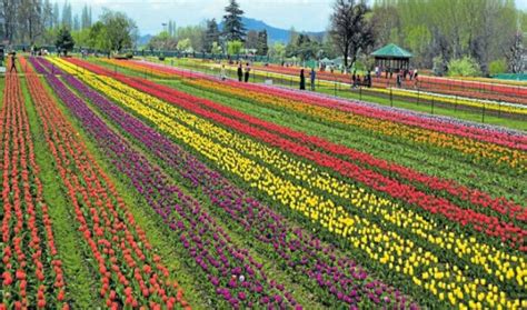 Kashmir: Tulip Garden, Asia’s largest, opens for public - The Financial ...